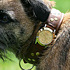Эксклюзивные собачьи часы Rolex