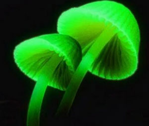 грибы Mycena lux-coeli («небесно светящиеся грибы»)