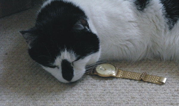 кошка Монти тестирует часы Marc