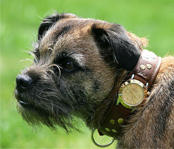 Эксклюзивные собачьи часы Rolex
