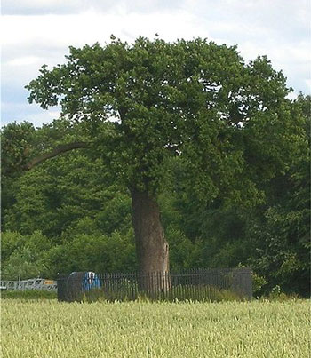 Royal Oak - королевский дуб