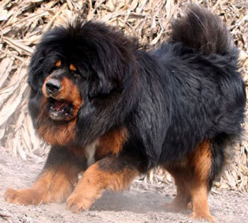 самая дорогая собака - тибетский мастиф