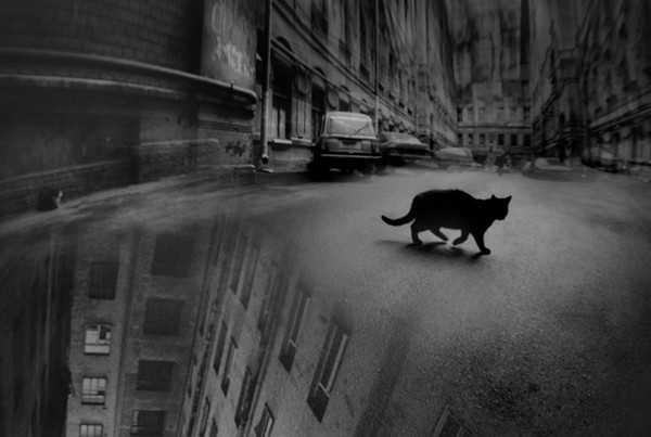 ночью все кошки серы