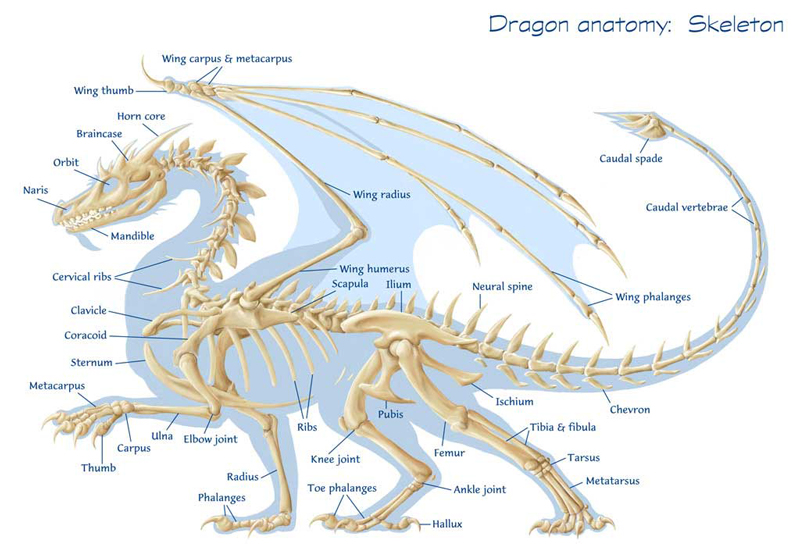 драконология - скелет дракона