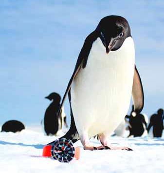 Не только летчики и космонавты, но даже пингвины хотят иметь на своих крыльях уникальные часы Fortis