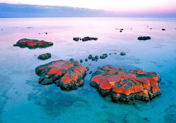 Red Stromatolite - Западная Австралия