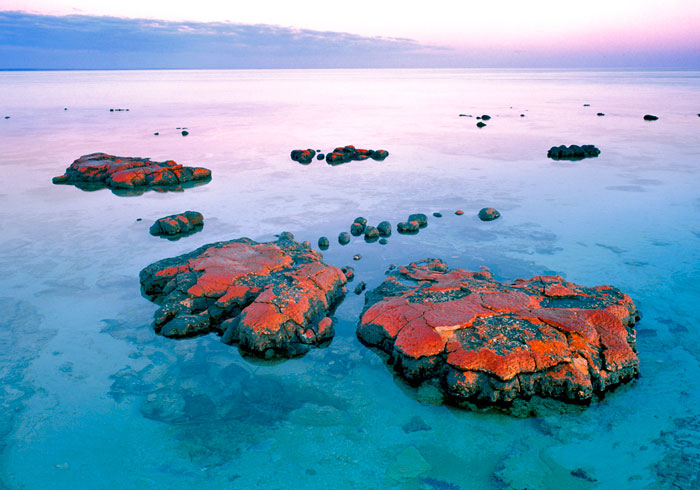 Red Stromatolite -  