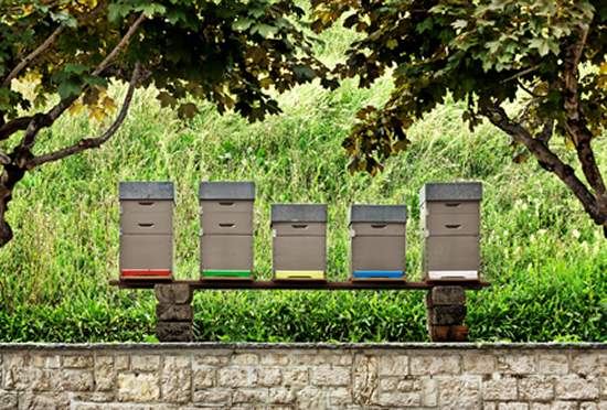 пчелиные улья компании Jaeger-LeCoultre