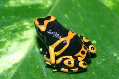 лягушка Dendrobates Leucomelas – Священный Древолаз